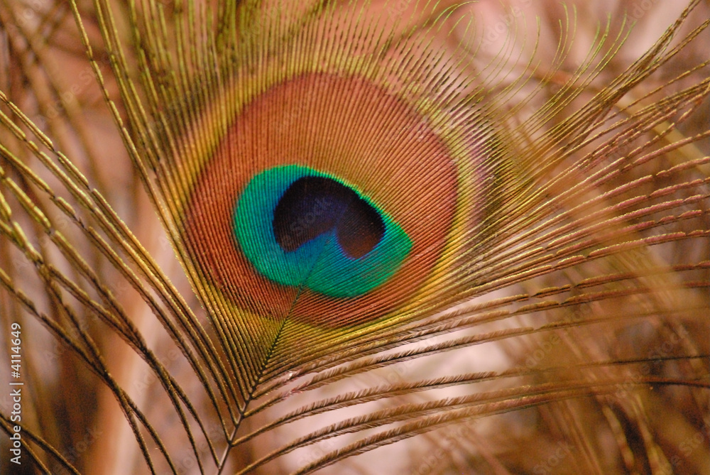 Obraz premium Peacock feather-detail