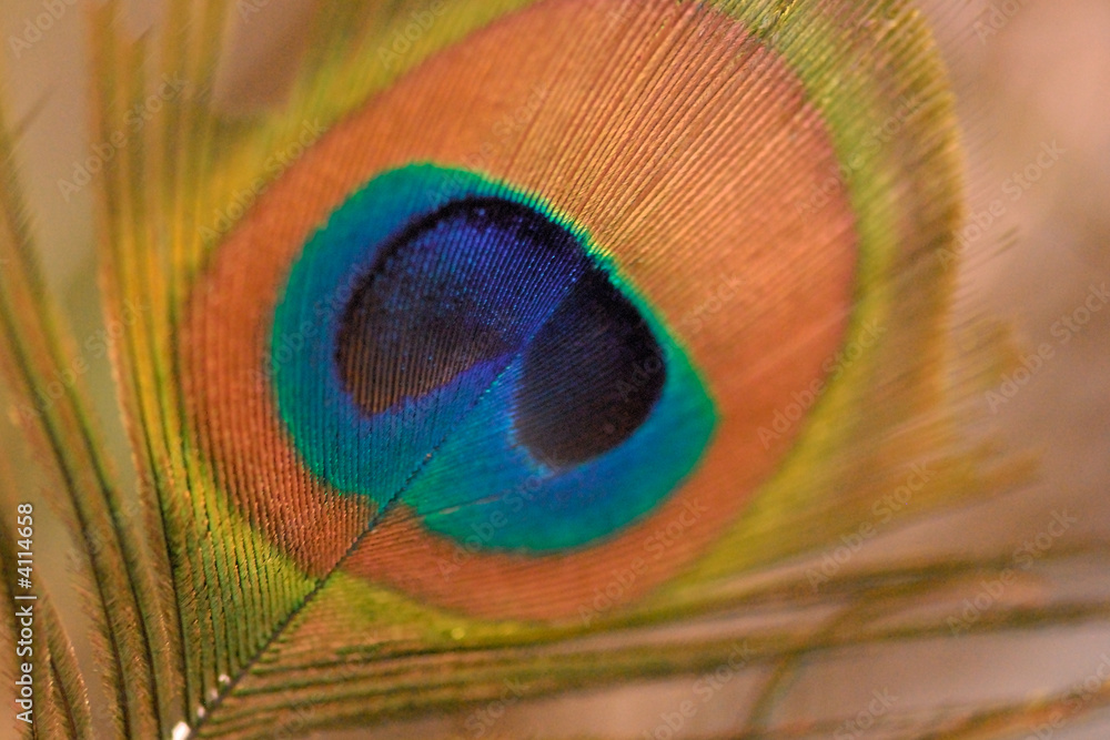 Fototapeta premium Peacock feather-detail