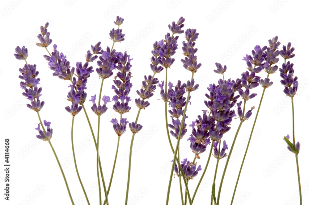 Naklejka premium lavender
