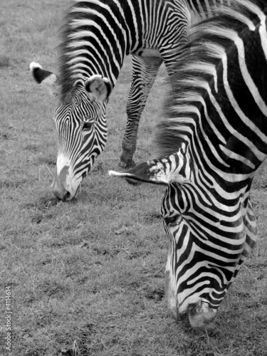 Zebras