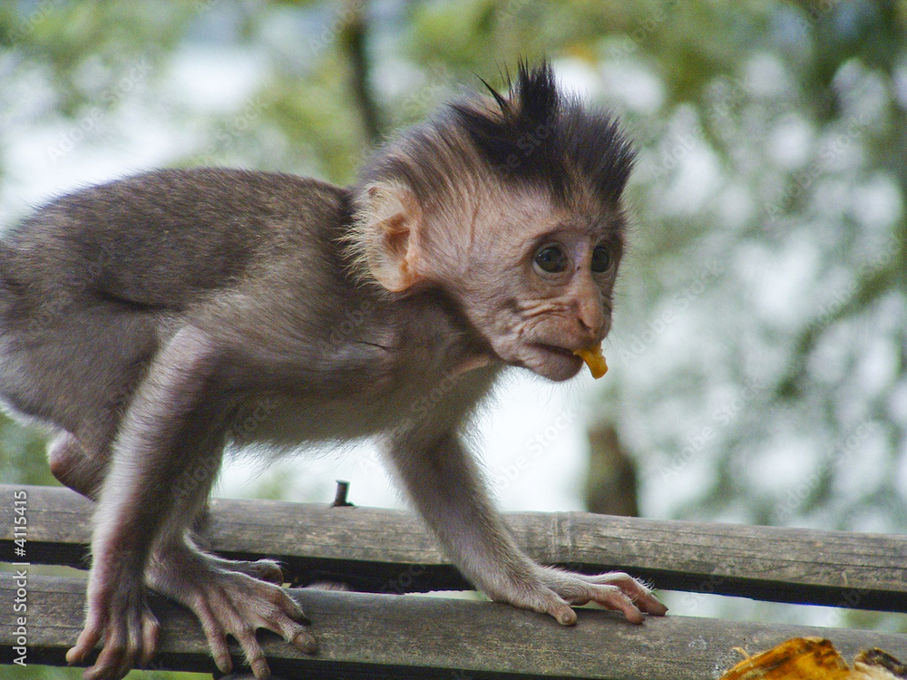 Affen Baby