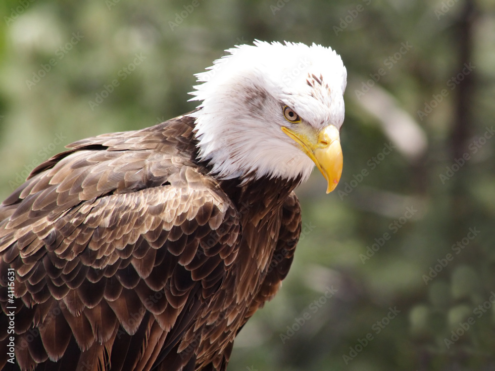 American Bald Eagle