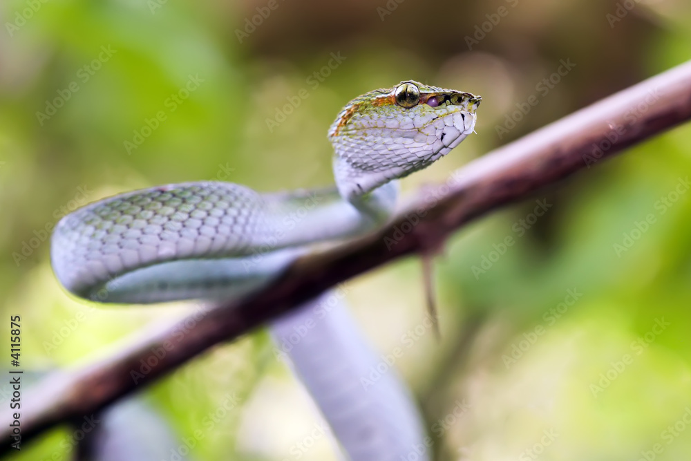 Fototapeta premium wild green viper trimeresurus