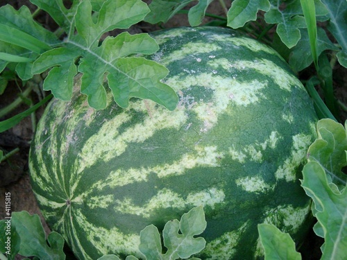 Big Round Watermelon Waiting to Be Picked and Eaten