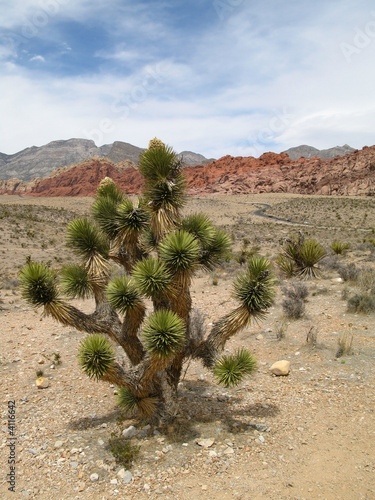 Photography Joshua Tree at Red Rock Canyon