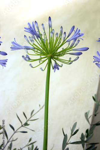 Agapanthus