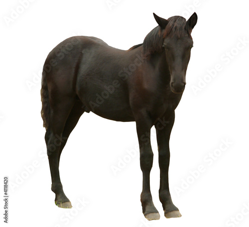 Fotografie cheval merens