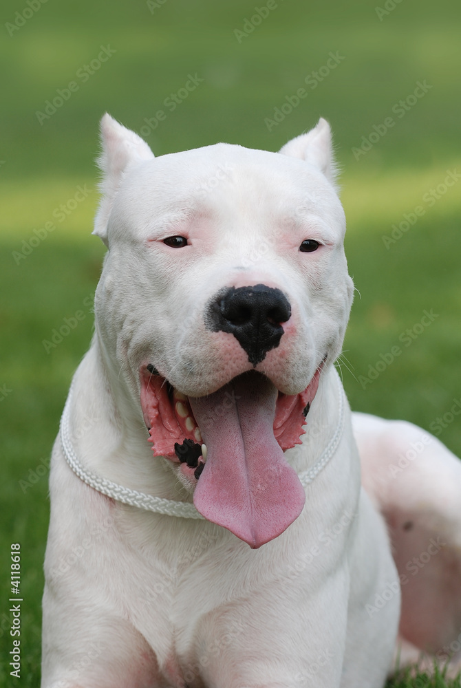 Argentinian Dog / Dogo Argentino Argentinian Dog / Dogo Argentino