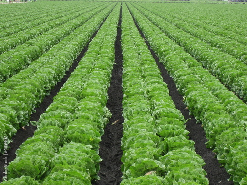 Lettuce field