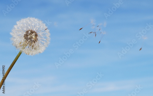Dandelion with seeds blowing away in a breeze