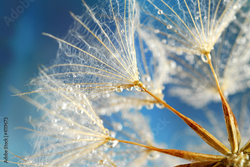 dandy