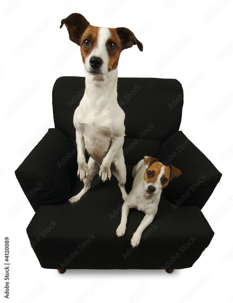 Two Jack Russell Terriers on a black chair.