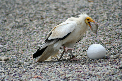 vautour percnoptère