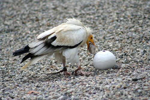 vautour percnoptère photo