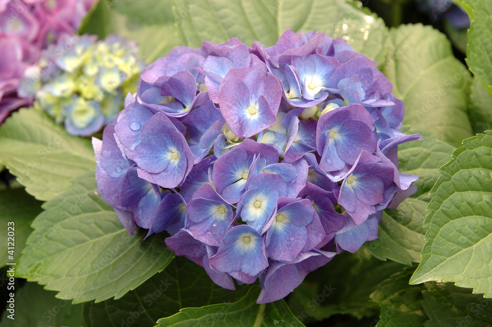 Purple hydrangea macrophylla