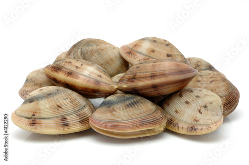Vászonkép Live clams