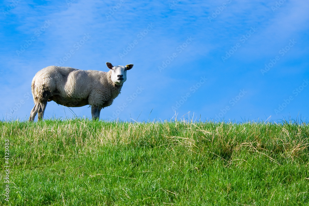 Fototapeta premium sheep on fresh green grass