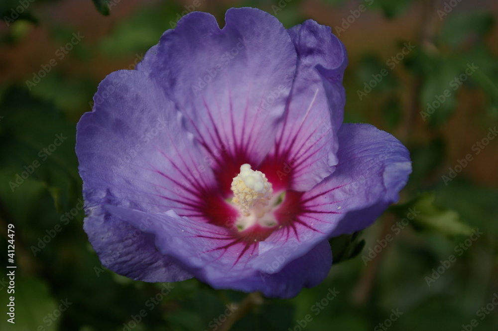 Naklejka premium Blaue Blüte