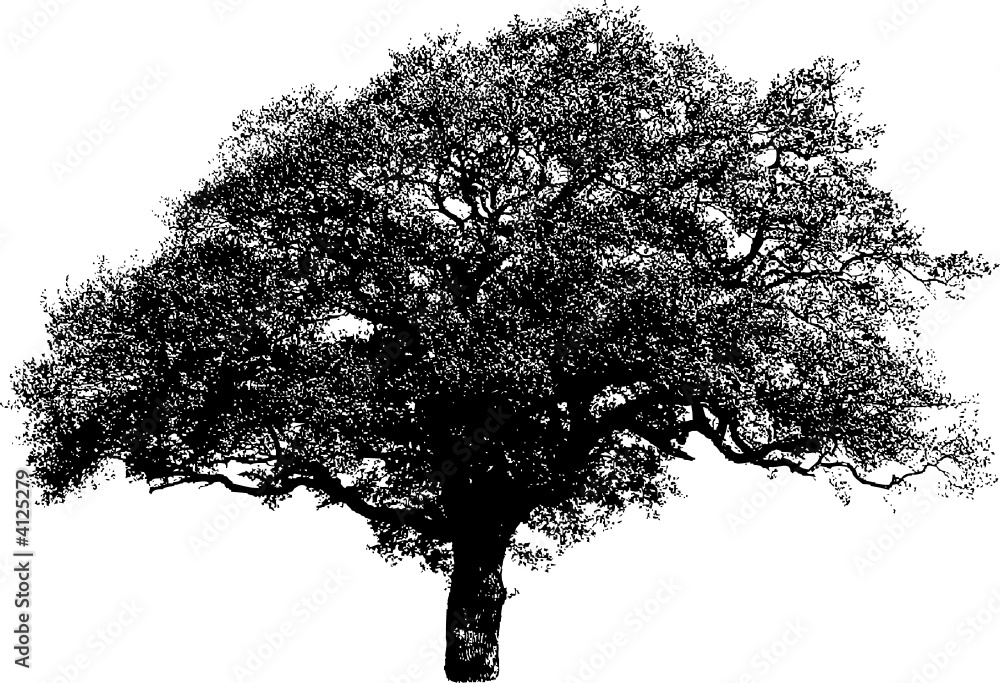 Baum 3