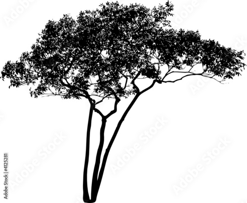 Baum 4