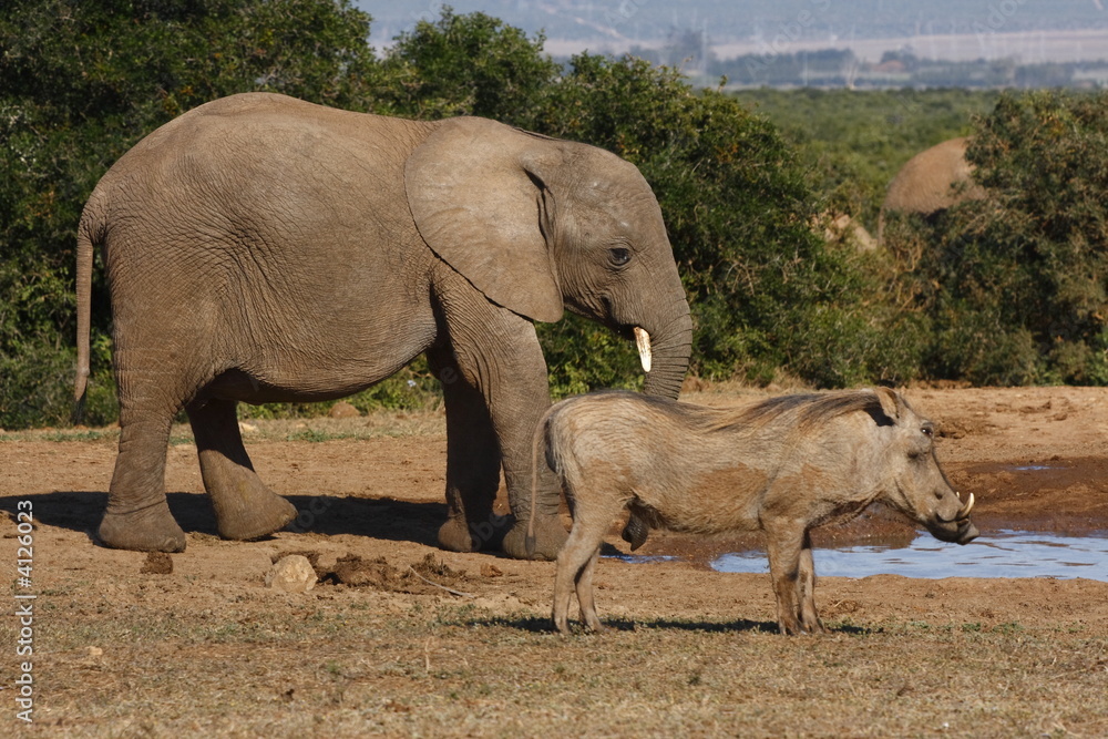 Elephant and warthog at a waterhole Elephant and warthog at a waterhole