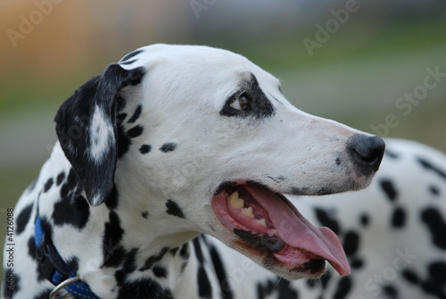   DALMATIAN photo