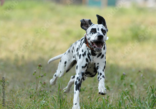   DALMATIAN photo