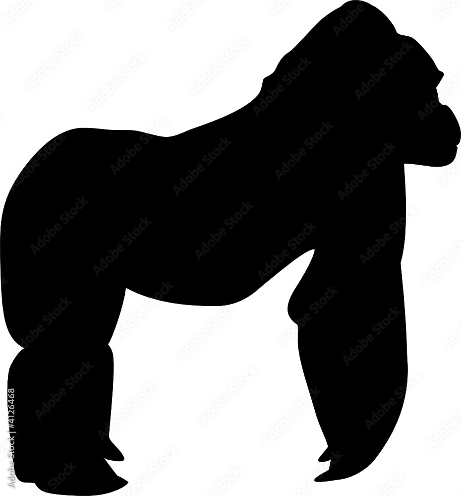 Gorilla Gorilla