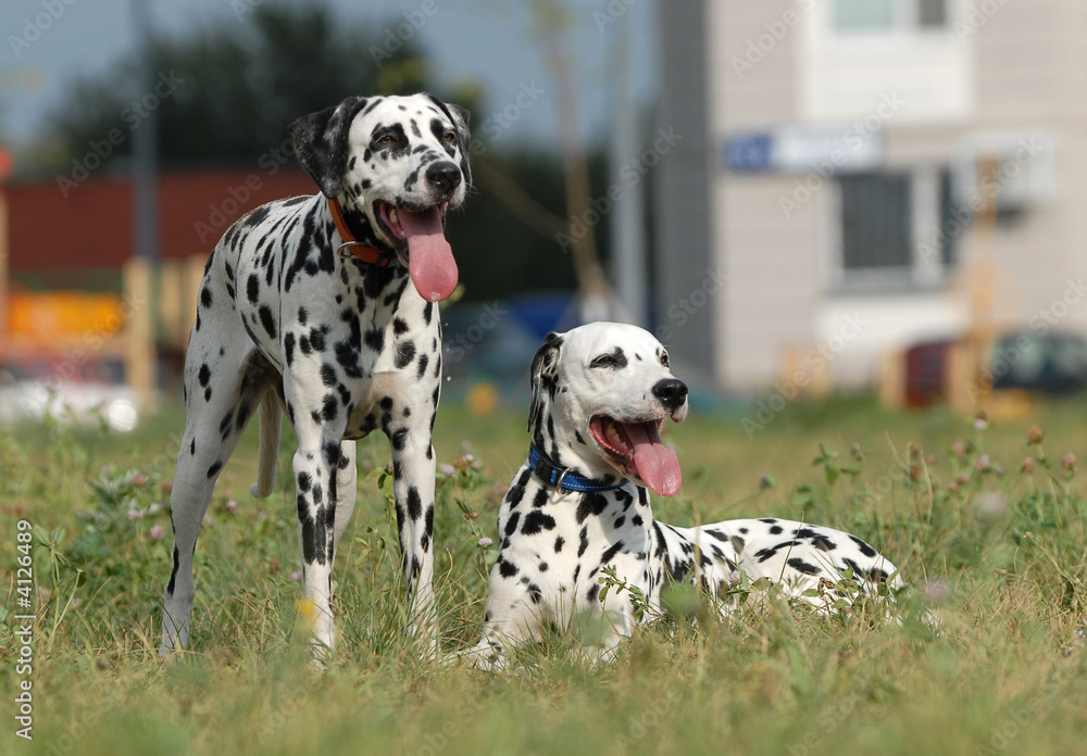 two   dalmatians