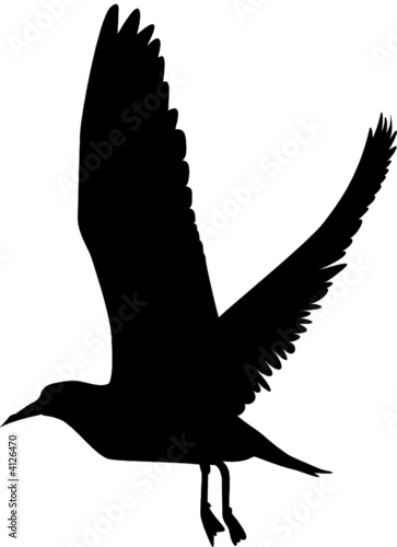Möwe