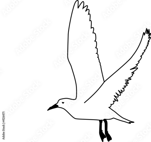 Gull