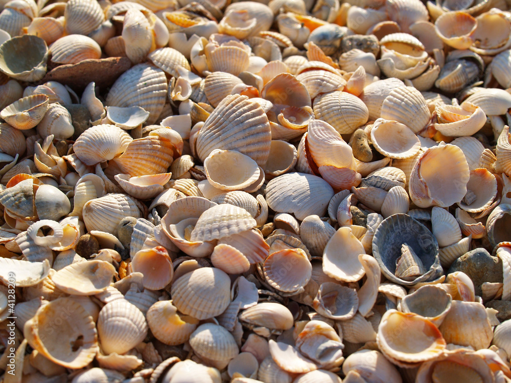 Kaleidoscope of seashells