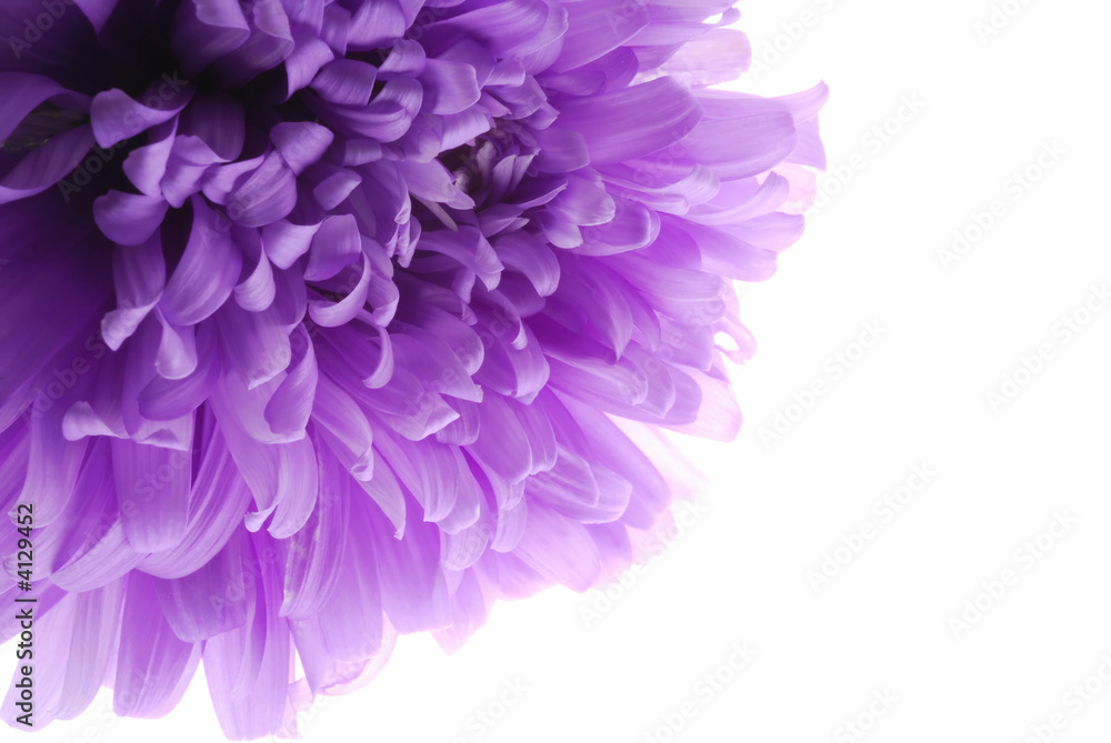blue flower blue flower