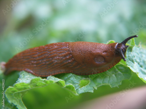 Nacktschnecke photo