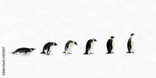 Penguin Evolution