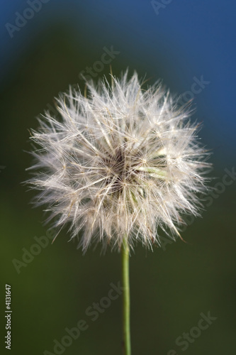 Dandelion flower close up