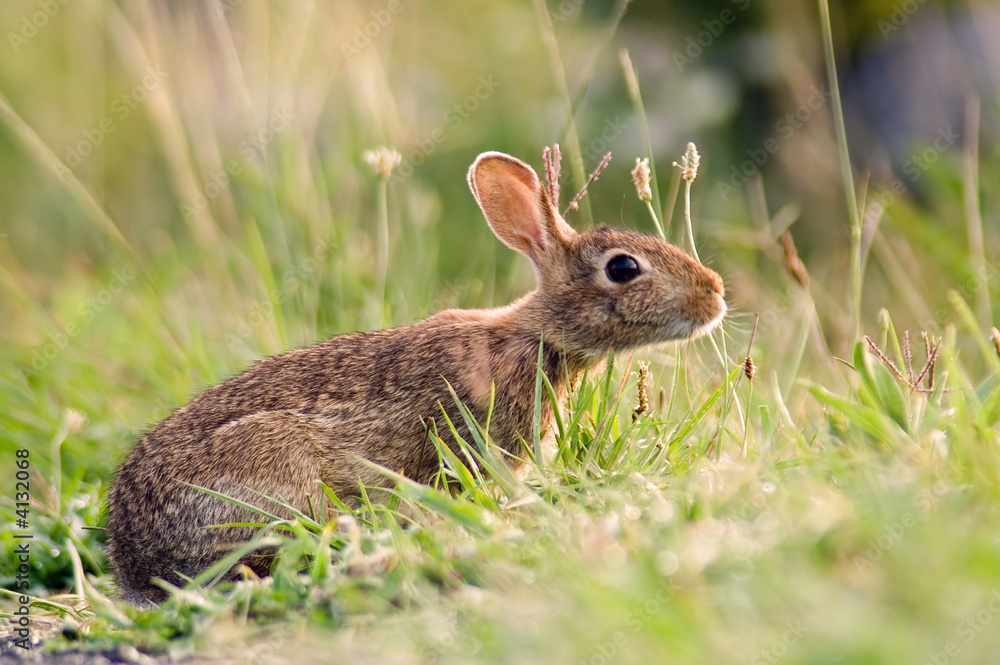 Fototapeta premium Bunny Rabbit