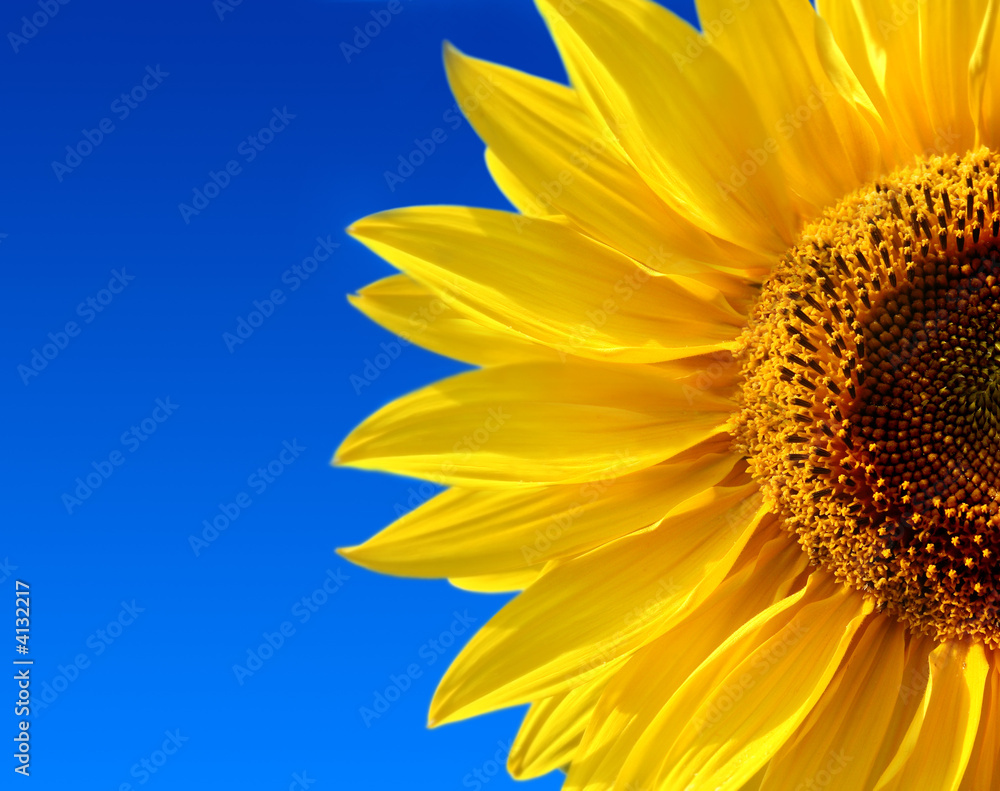 Obraz premium yellow sunflower