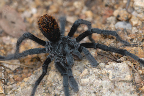 Tarantula