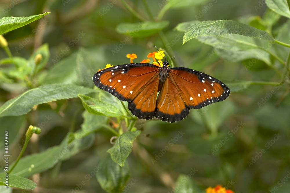 Tan and Black Butterfly with Spots Flying Tan and Black Butterfly with Spots Flying