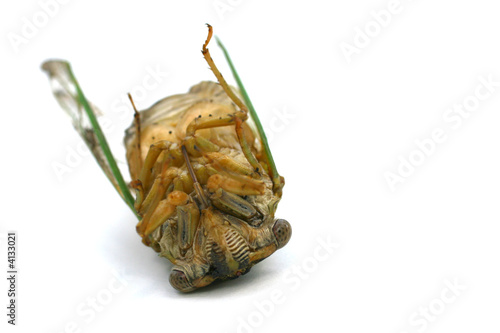 Cicada © Lucid_Exposure