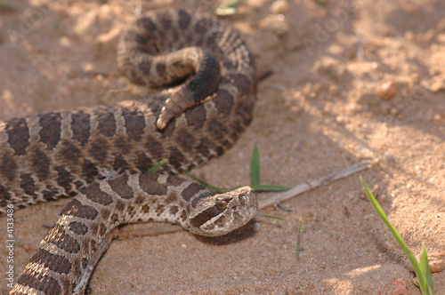 Western Massasauga