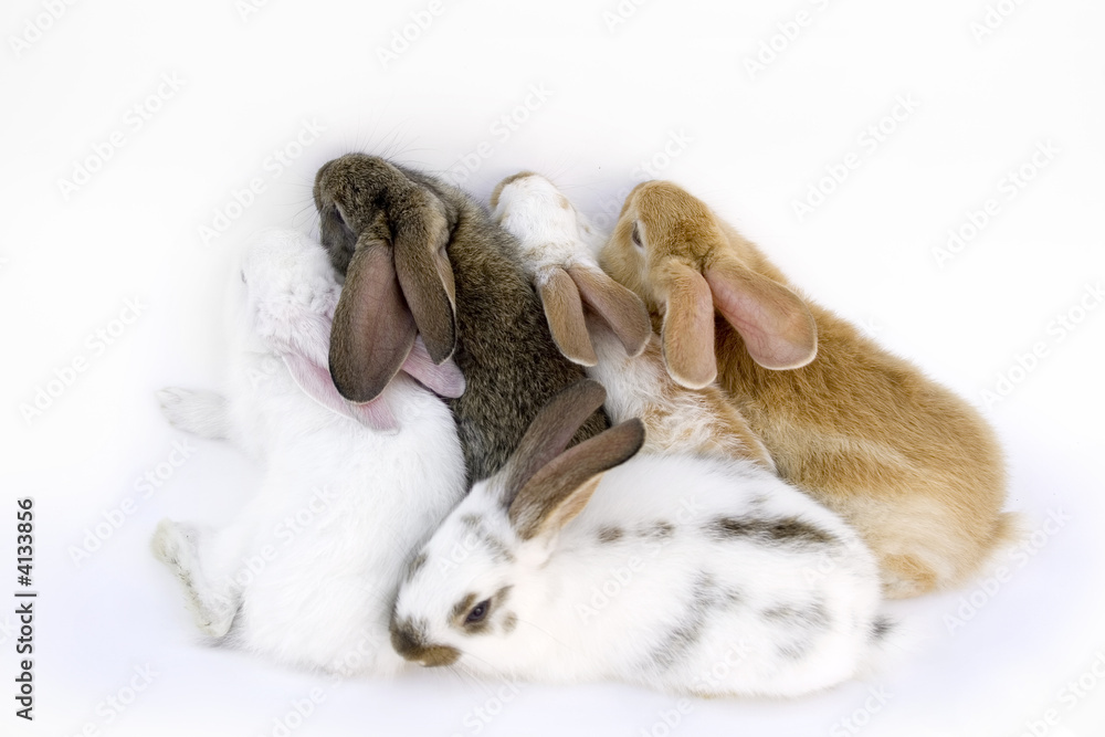 Obraz premium rabbit family