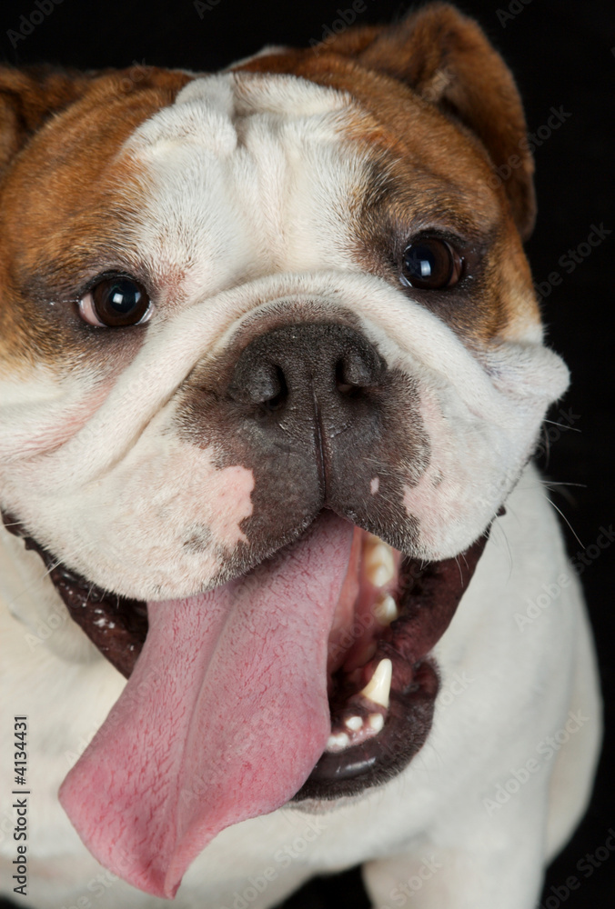 Fototapeta premium bulldog