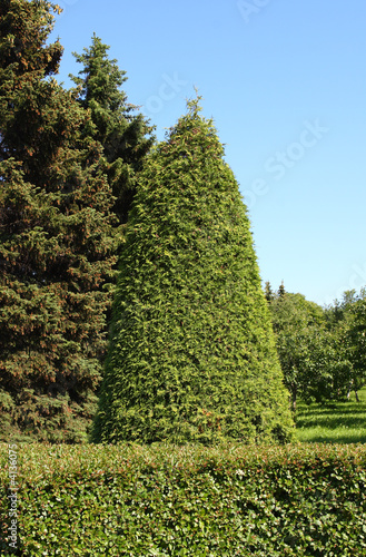 Trees grove