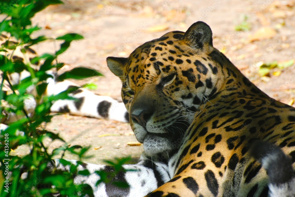 cheetah cheetah