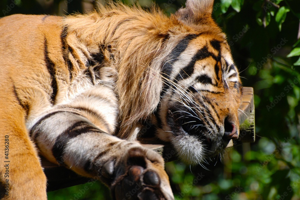 Fototapeta premium tigre au repos