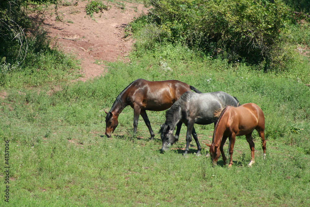 Three horses