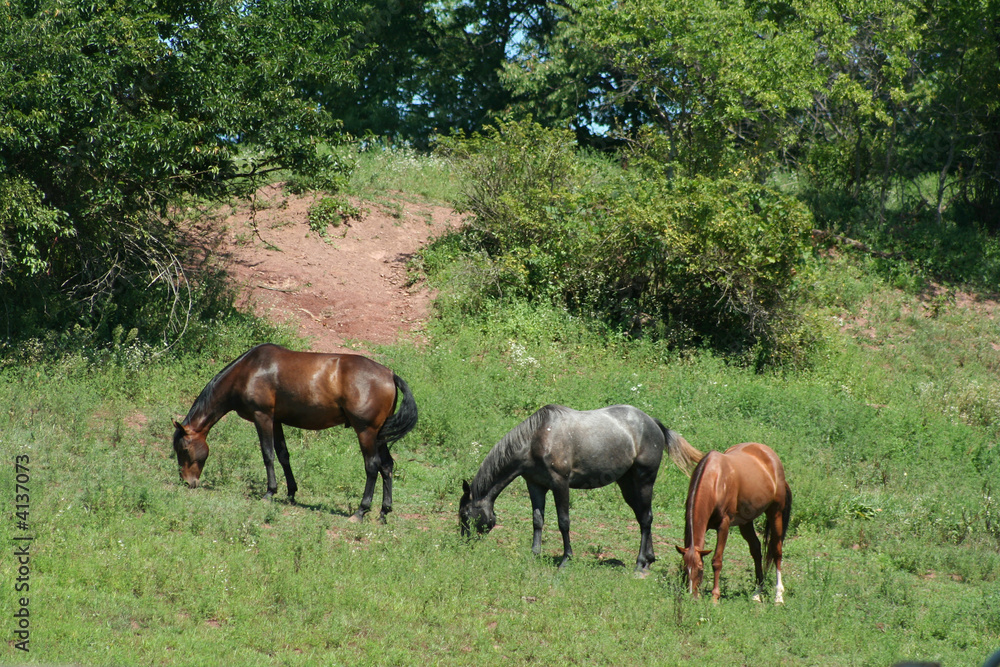 Three horses