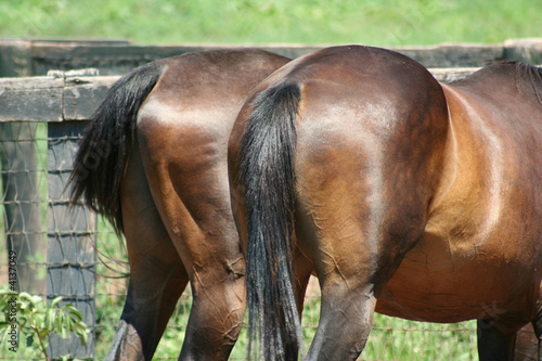 Two horses backsides